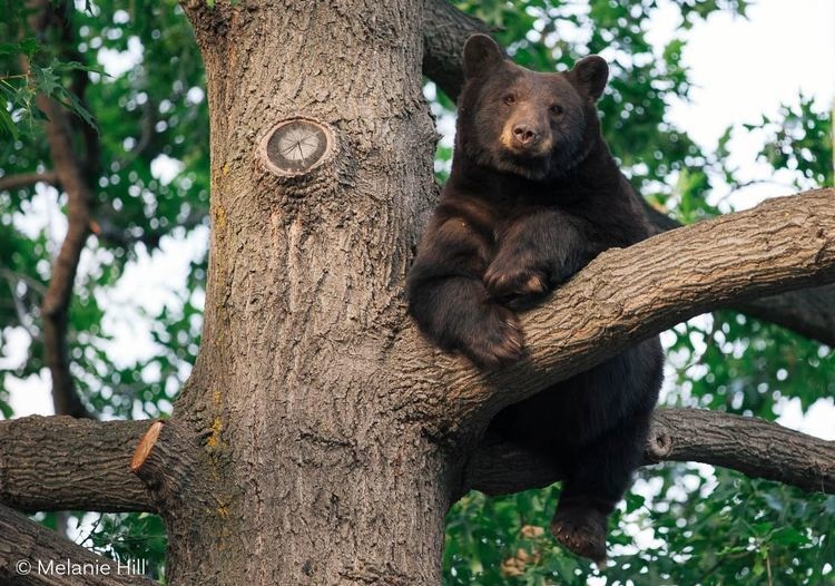 Black bear in a tree