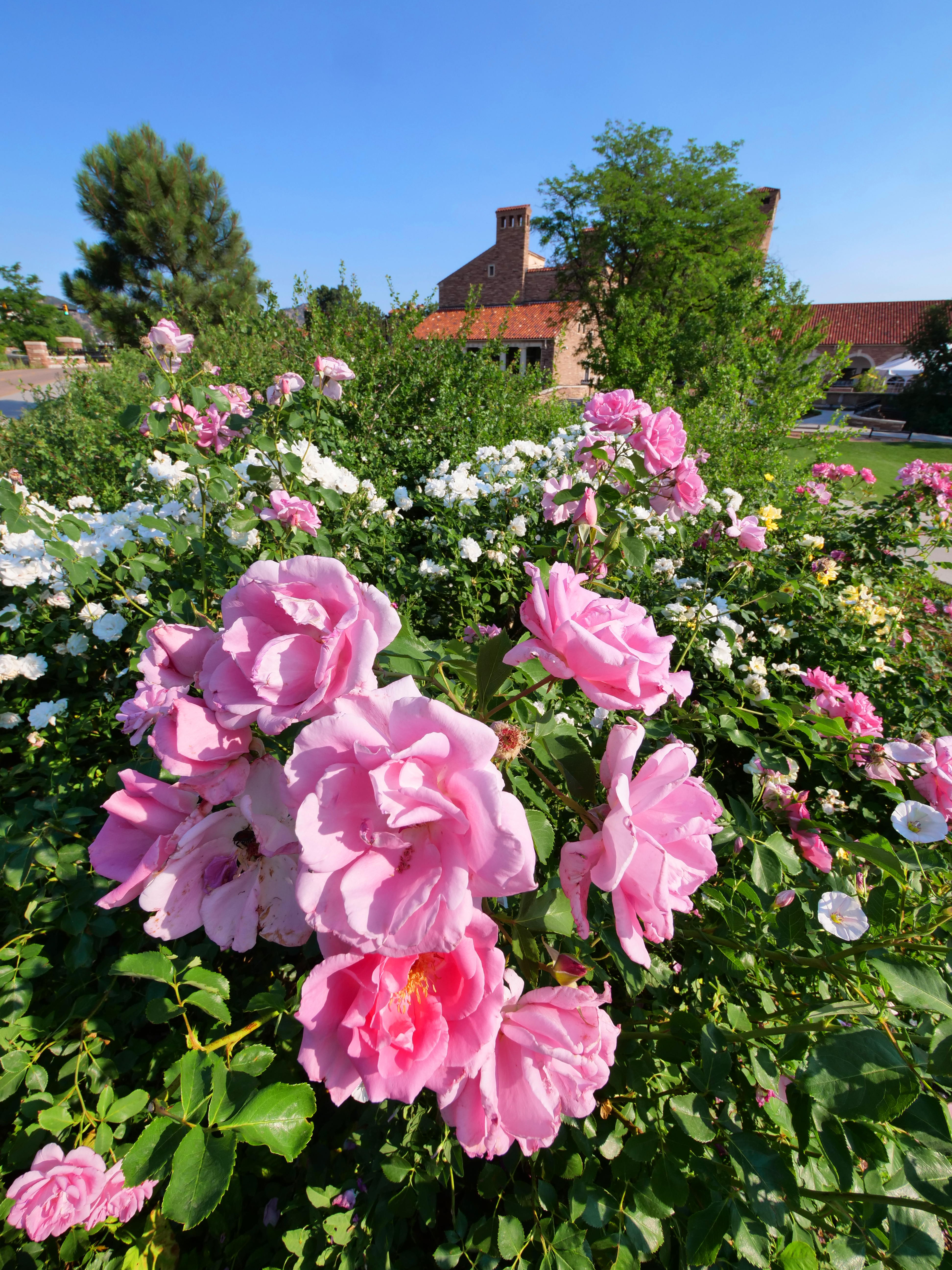 Summer flowers on the CU Boulder campus.