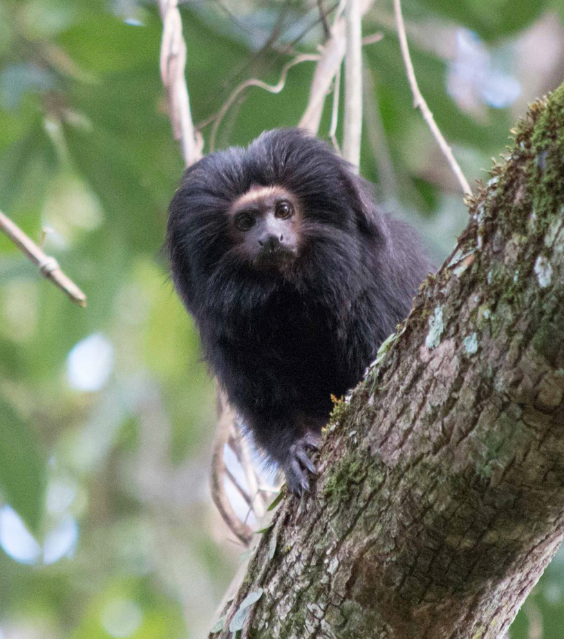 Black Lion Tamarin in a tree