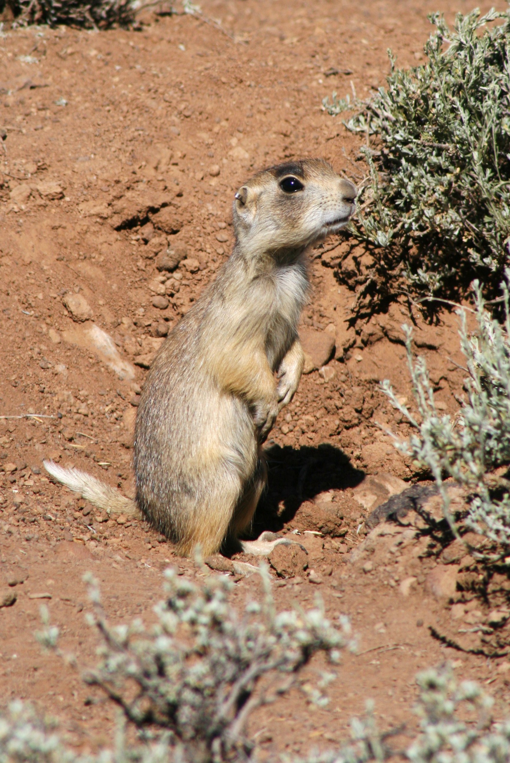 Prairie dog in Utah