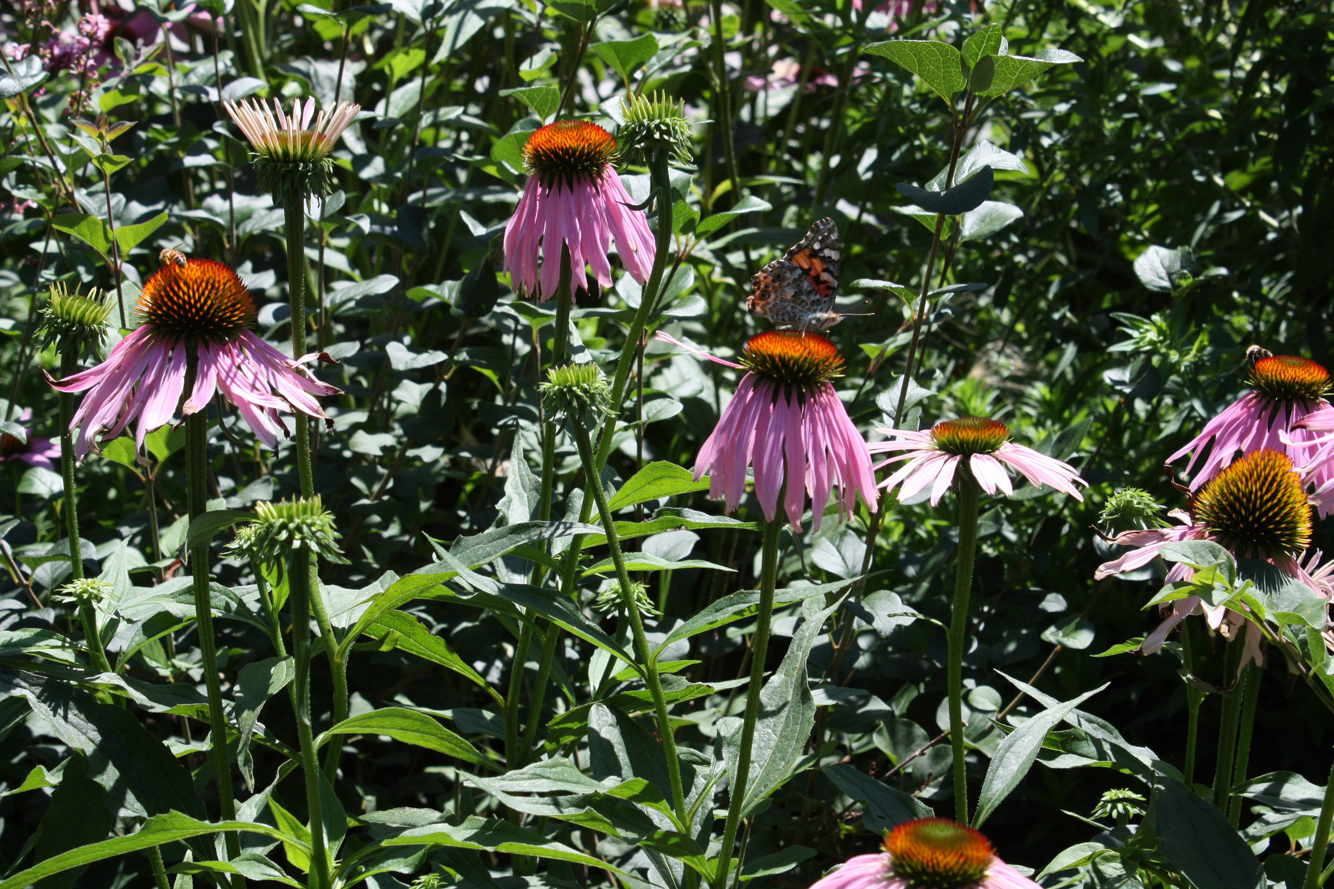 Photo of flowers at the campus pollinator gardens