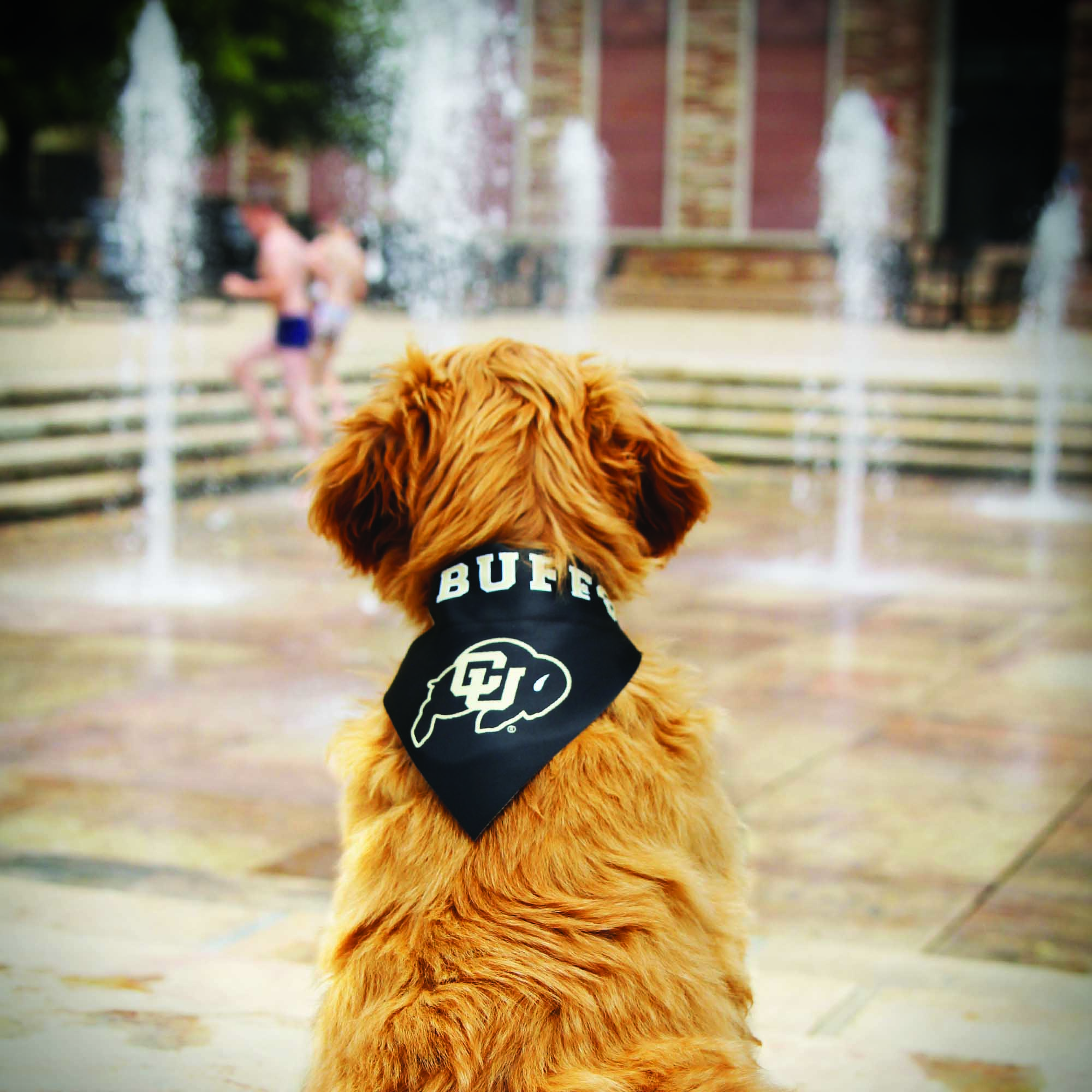 Puppy with Buffs  bandana at the UMC fountains