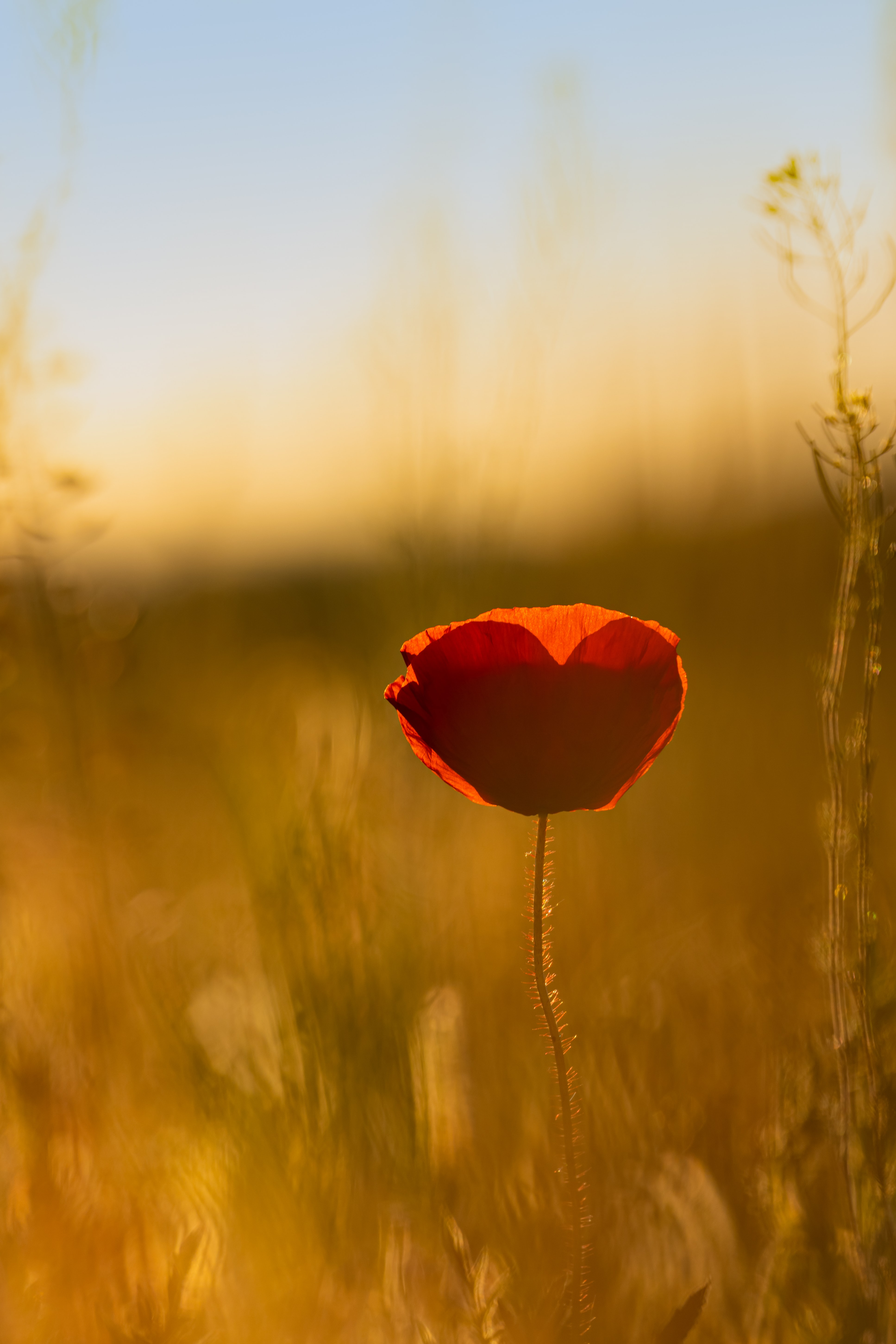 A heart shape is seen in a flower in a field.