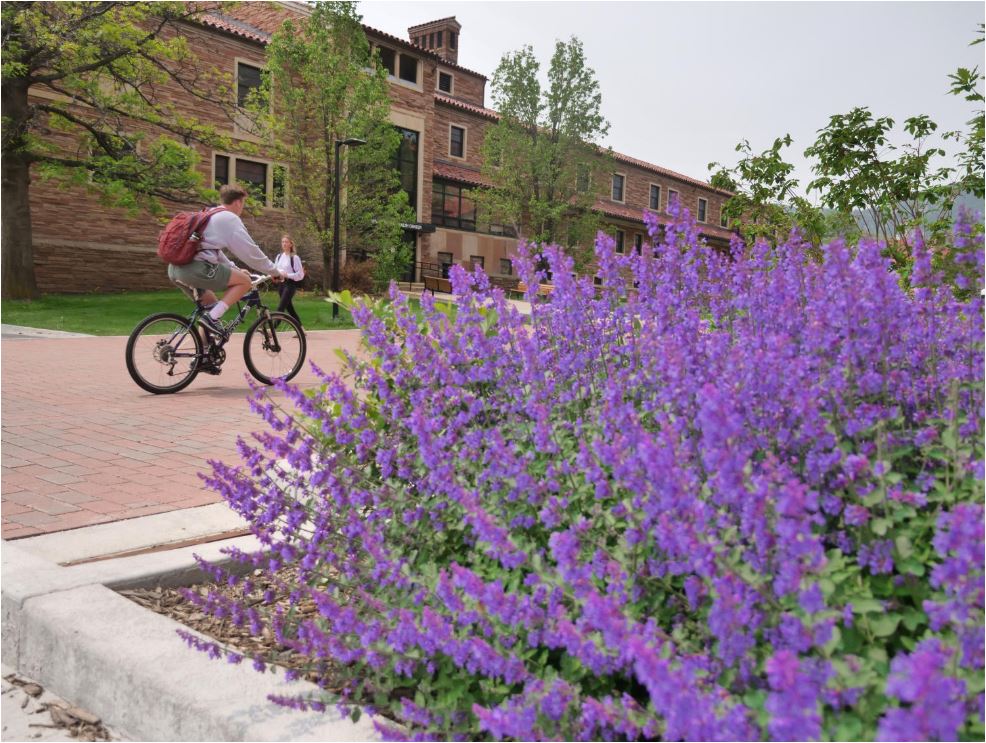 person riding a bike on campus near a bed of flowers