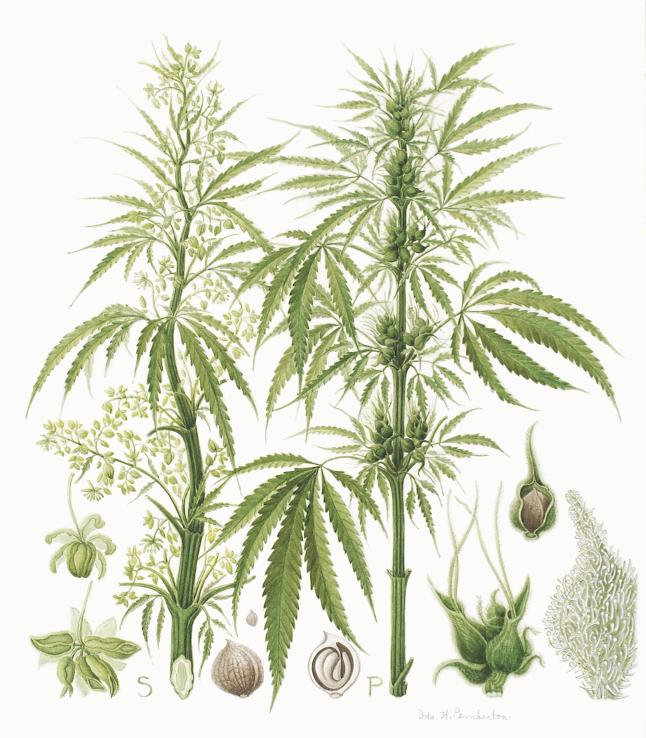 Illustrations of cannabis plants