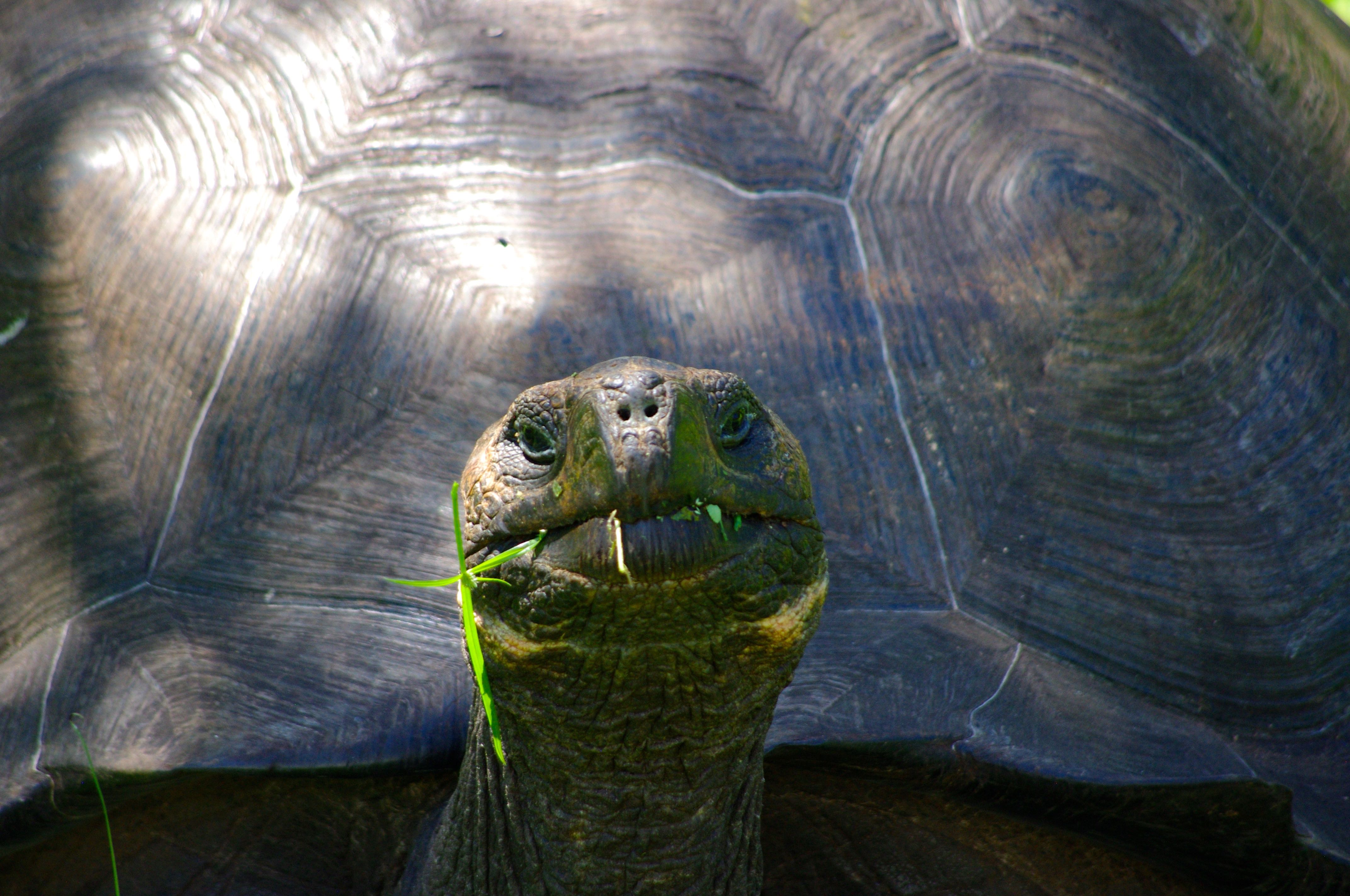 Turtle in the Galapagos Islands