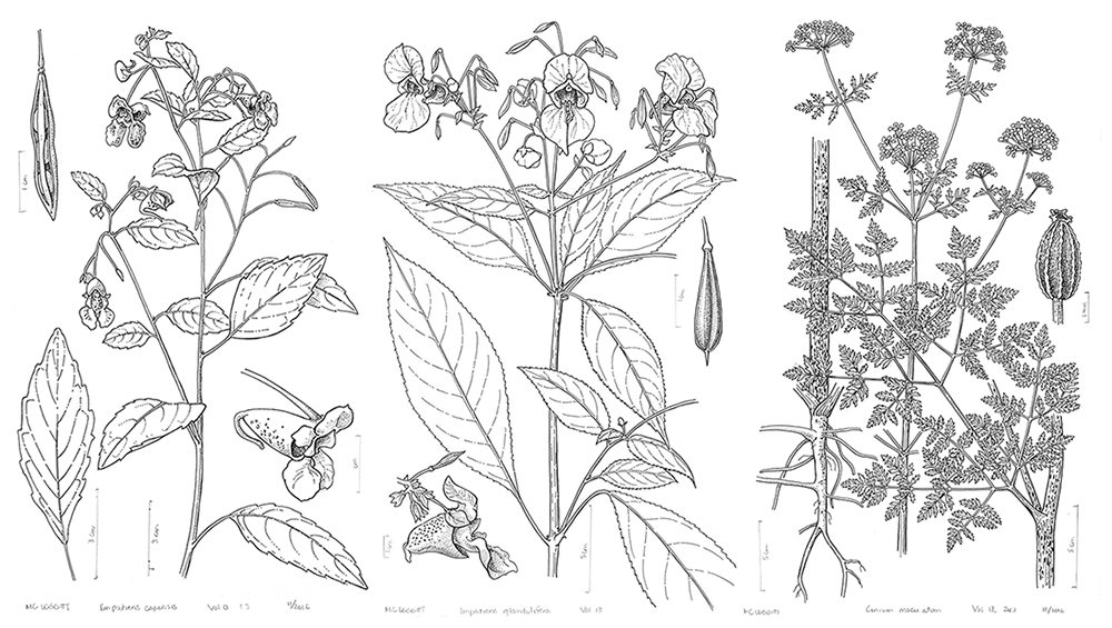 Illustrations of North American flora
