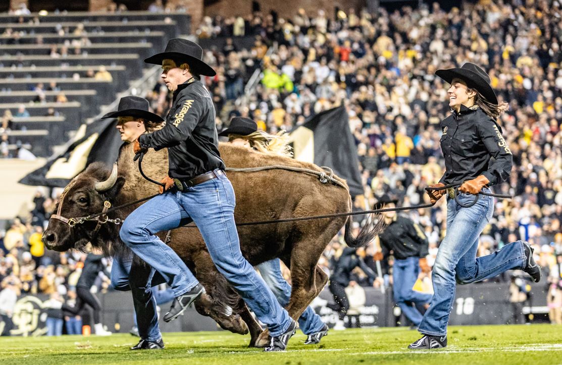 Ralphie running with handlers