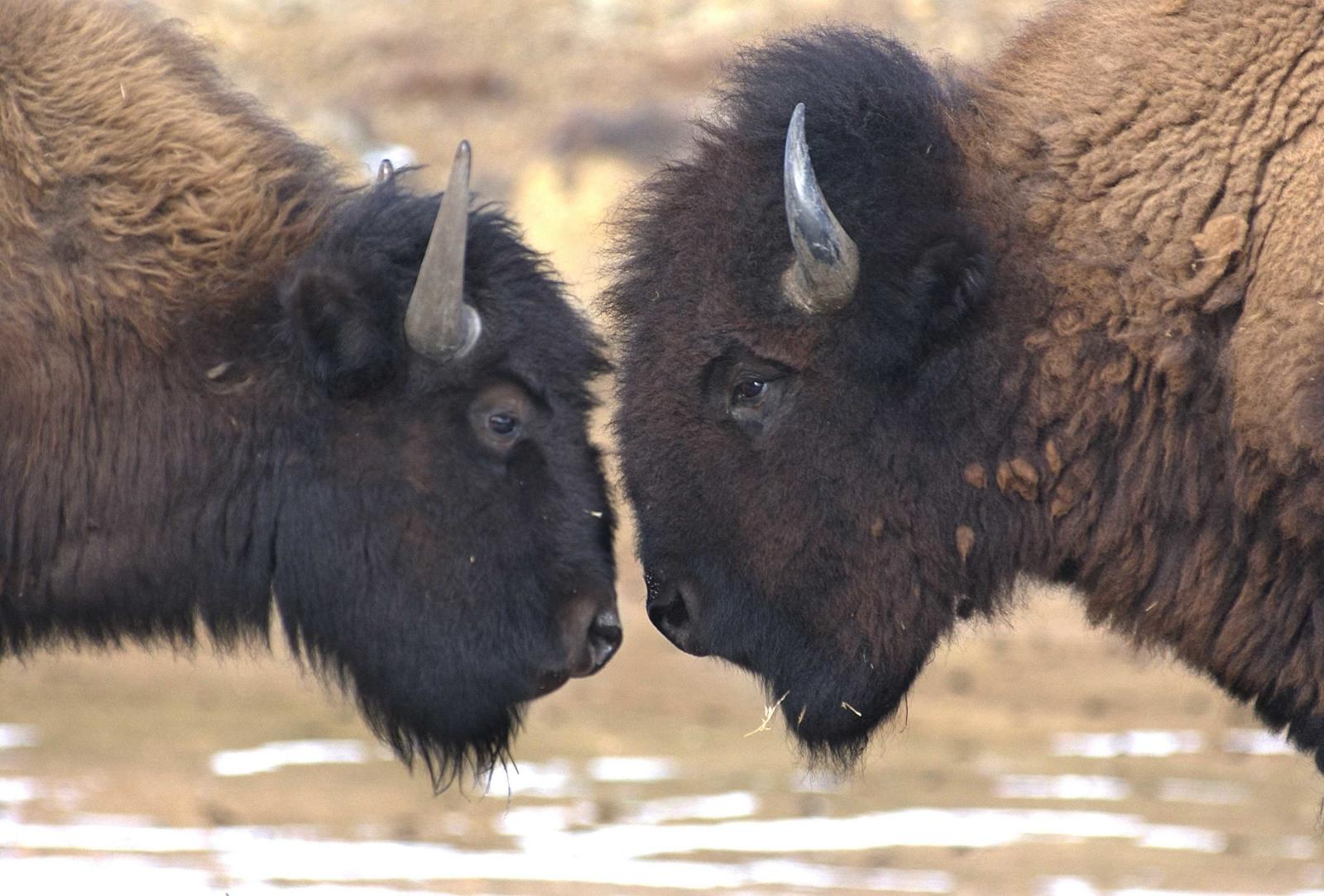 Buffaloes